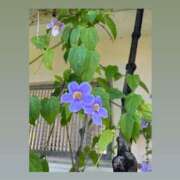 ヒメ日記 2025/09/03 11:09 投稿 ちい『ぽっちゃりコース』 素人学園＠