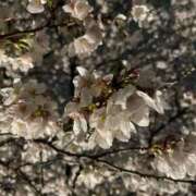 ヒメ日記 2025/04/01 18:19 投稿 みおり レモンカフェ