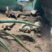 ヒメ日記 2025/07/11 18:28 投稿 みおり レモンカフェ