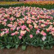 ヒメ日記 2025/05/22 07:30 投稿 らら One More奥様　横浜関内店