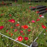 ヒメ日記 2025/05/30 14:26 投稿 らら One More奥様　横浜関内店