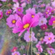 ヒメ日記 2025/11/30 22:49 投稿 おとは 鹿児島ちゃんこ霧島店