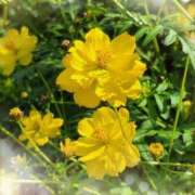 ヒメ日記 2025/12/01 21:59 投稿 おとは 鹿児島ちゃんこ霧島店