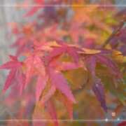 ヒメ日記 2025/12/27 00:39 投稿 おとは 鹿児島ちゃんこ霧島店