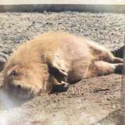 ヒメ日記 2026/03/11 16:59 投稿 おとは 鹿児島ちゃんこ霧島店