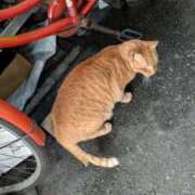 ヒメ日記 2026/04/04 10:58 投稿 ここ ぷるるん小町 京橋店