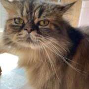 ヒメ日記 2025/04/02 22:35 投稿 天沢麗奈 札幌ソフィア