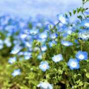 ヒメ日記 2025/04/27 20:01 投稿 夢菜(ゆめな) Chaleur (シャルール)