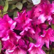 ヒメ日記 2025/05/03 10:03 投稿 ゆい ファーストレディ(博多)