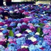 ヒメ日記 2025/06/14 08:12 投稿 ゆい ファーストレディ(博多)