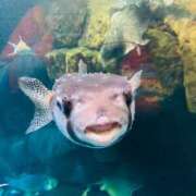 ヒメ日記 2025/04/08 15:02 投稿 いお ジャパンクラブ富士