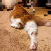 ヒメ日記 2025/04/17 00:12 投稿 いお ジャパンクラブ富士