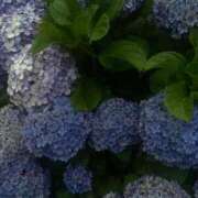 ヒメ日記 2025/06/24 15:22 投稿 いお ジャパンクラブ富士