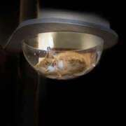 ヒメ日記 2025/11/12 15:44 投稿 いお ジャパンクラブ富士