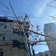 ヒメ日記 2025/04/22 03:05 投稿 あげは 若葉