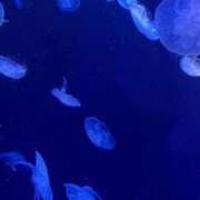 ひまわり ごめん🙇‍♂️ サンキュー越谷店