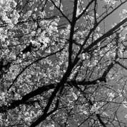 ヒメ日記 2026/04/13 10:31 投稿 みほ 満天堂