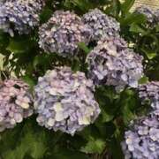 ヒメ日記 2026/06/05 11:03 投稿 みほ 満天堂