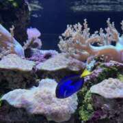 ヒメ日記 2025/01/19 08:52 投稿 ことは SKY(スカイ)