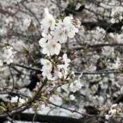 ヒメ日記 2025/04/13 09:19 投稿 ことは SKY(スカイ)