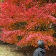 ヒメ日記 2025/11/15 08:54 投稿 ことは SKY(スカイ)