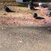 ヒメ日記 2025/03/18 19:15 投稿 みすず 横浜おかあさん