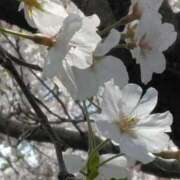 ヒメ日記 2025/04/07 18:15 投稿 みすず 横浜おかあさん