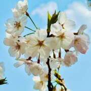 ヒメ日記 2025/04/12 14:55 投稿 みすず 横浜おかあさん