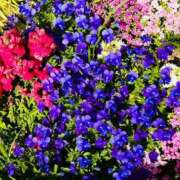 ヒメ日記 2025/04/15 12:21 投稿 みすず 横浜おかあさん