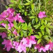 ヒメ日記 2025/04/25 10:45 投稿 みすず 横浜おかあさん