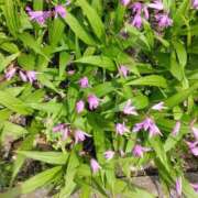 ヒメ日記 2025/05/03 13:55 投稿 みすず 横浜おかあさん