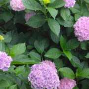 ヒメ日記 2025/06/14 20:35 投稿 みすず 横浜おかあさん