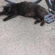 ヒメ日記 2025/07/19 14:15 投稿 みすず 横浜おかあさん