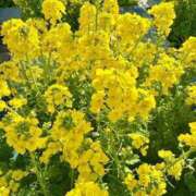 ヒメ日記 2026/01/19 13:35 投稿 みすず 横浜おかあさん