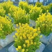 ヒメ日記 2026/03/27 09:56 投稿 みすず 横浜おかあさん