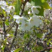 ヒメ日記 2026/04/05 09:35 投稿 みすず 横浜おかあさん