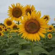 ヒメ日記 2025/08/03 23:35 投稿 まりこ 美熟女倶楽部Hip's 春日部店