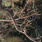 ヒメ日記 2025/04/07 20:09 投稿 やよい 川崎ソープ　クリスタル京都南町