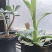 ヒメ日記 2025/07/06 10:44 投稿 しの 梅田ゴールデン倶楽部