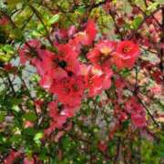 ヒメ日記 2025/04/22 05:51 投稿 安田 えみ 人妻の雫　福山店