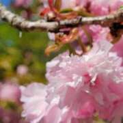 ヒメ日記 2025/04/25 06:41 投稿 安田 えみ 人妻の雫　福山店