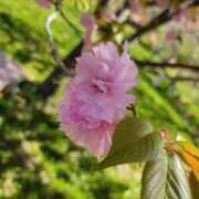 ヒメ日記 2025/04/27 07:41 投稿 安田 えみ 人妻の雫　福山店