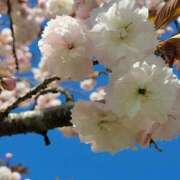 ヒメ日記 2025/04/30 06:01 投稿 安田 えみ 人妻の雫　福山店