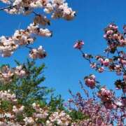 ヒメ日記 2025/05/03 06:11 投稿 安田 えみ 人妻の雫　福山店