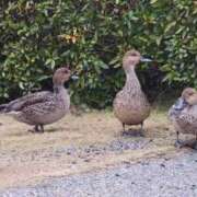 ヒメ日記 2025/11/30 11:47 投稿 安田 えみ 人妻の雫　福山店