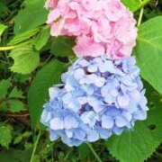 ヒメ日記 2026/07/04 11:28 投稿 安田 えみ 人妻の雫　福山店