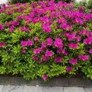 ヒメ日記 2025/04/27 20:27 投稿 新人あこ46歳 夫を卒業する人妻たち