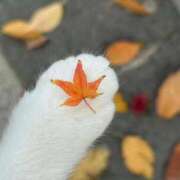 ヒメ日記 2026/02/11 12:07 投稿 新人あこ46歳 夫を卒業する人妻たち