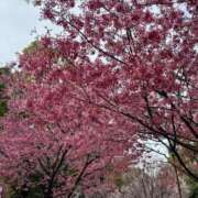 ヒメ日記 2025/03/18 15:42 投稿 うるみ sakura