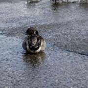 ヒメ日記 2025/02/04 11:42 投稿 みるく ルージュ(会津若松)